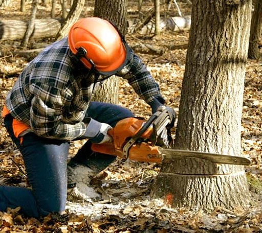 Tree Removal in Igo, CA